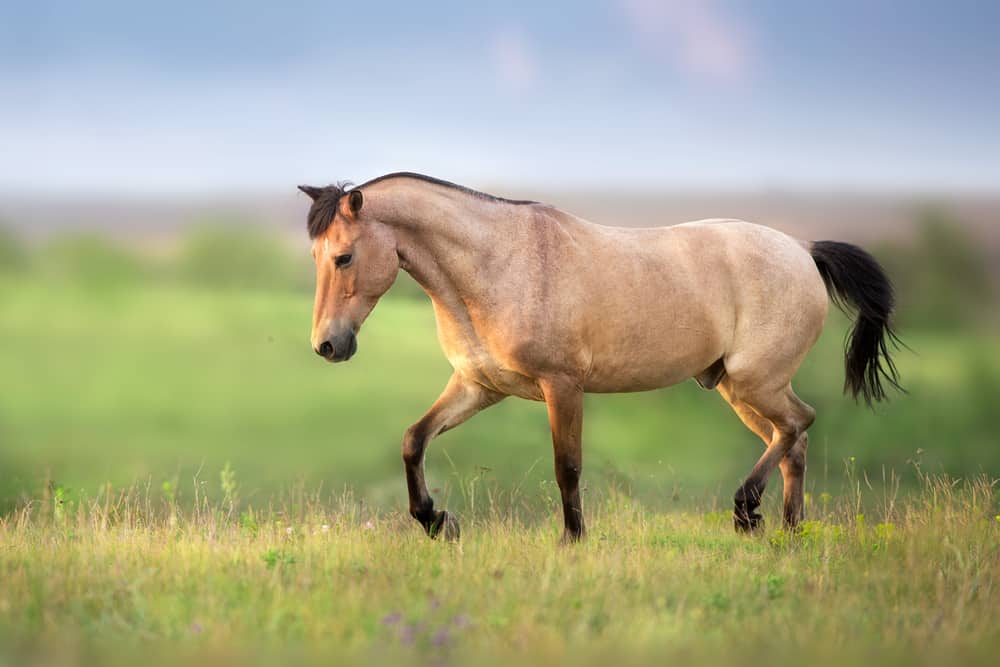 What Does a Buckskin Quarter Horse Look Like - Pasture Gallop